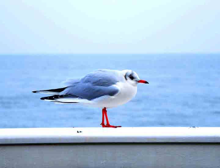 免费DDOS攻击测试工具